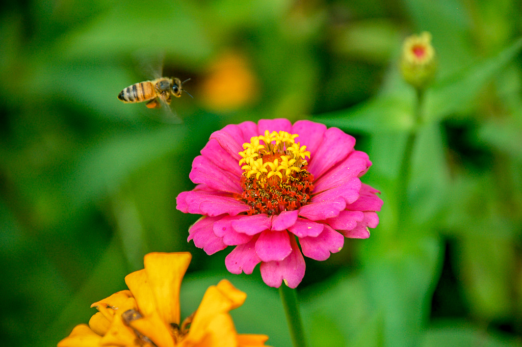 Honeybee landing on zinnia flower