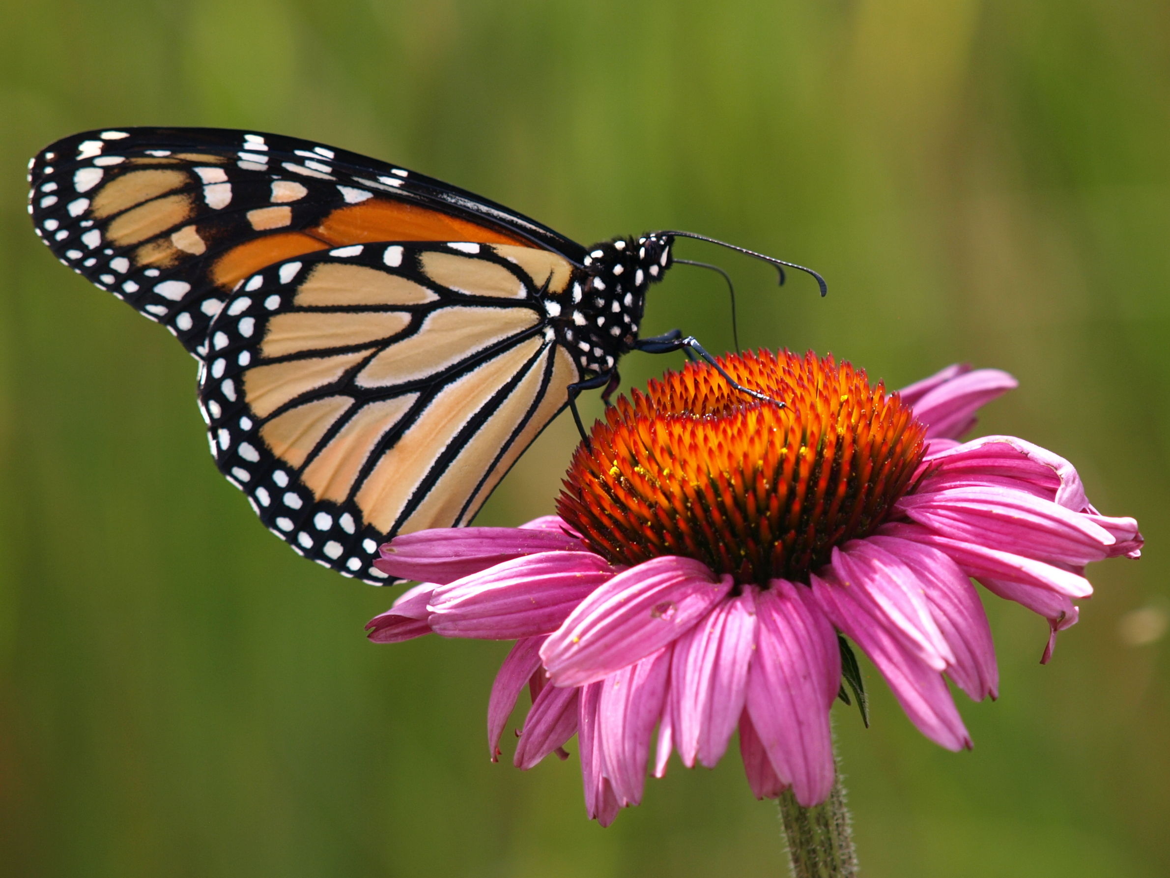 Monarch butterfly on flower