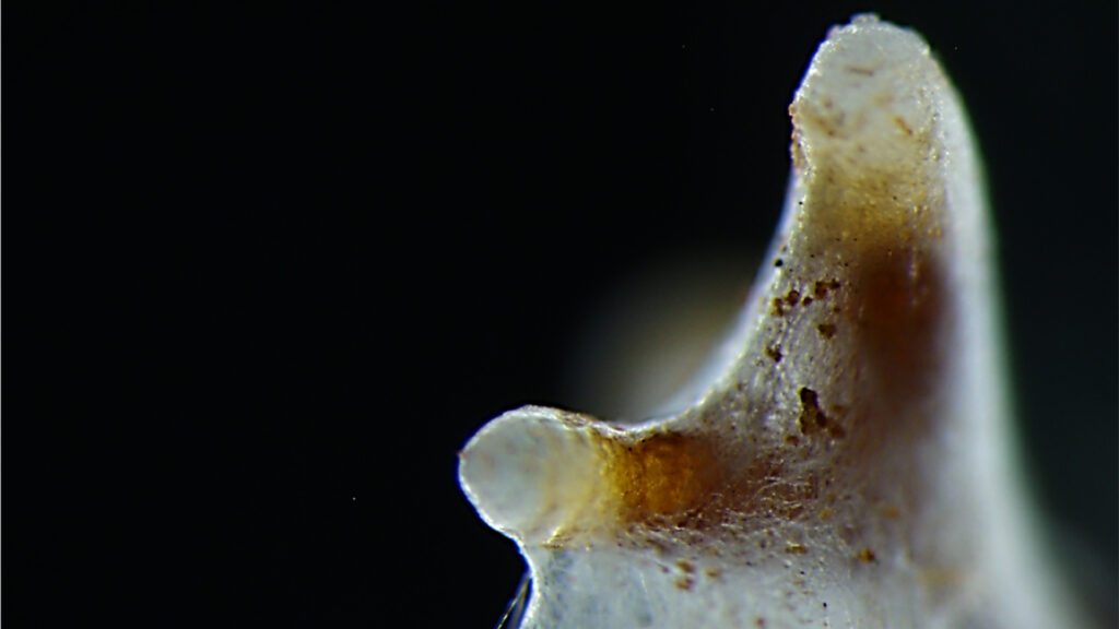 close up of fungi on plant roots