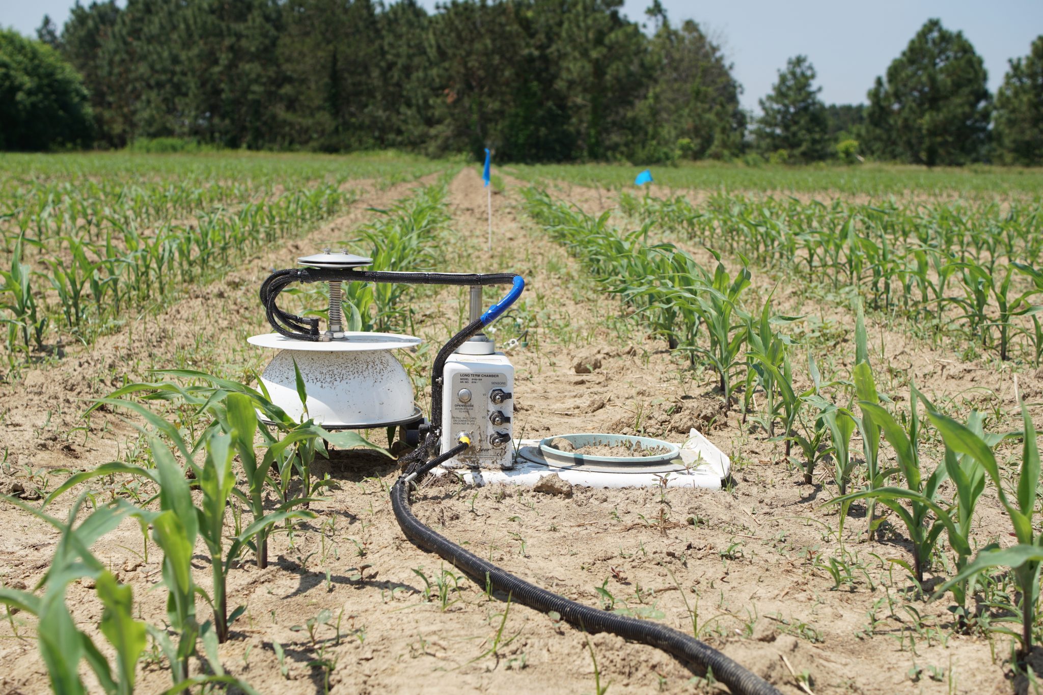 ground level view of corn field