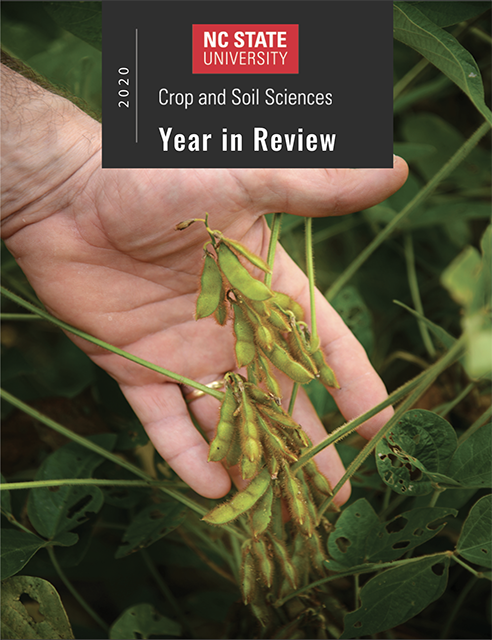 hand holding soybean pods