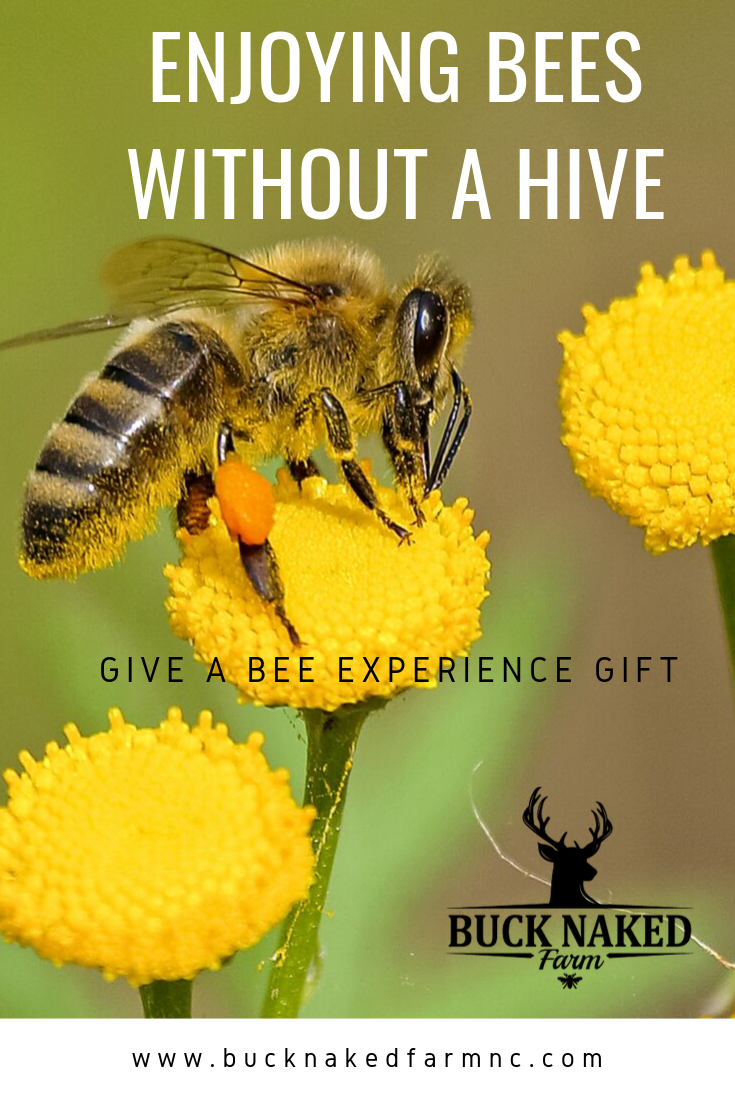 Enjoying Bees without a hive