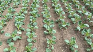 cabbage rows in a field