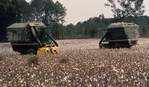 Cotton Harvesting